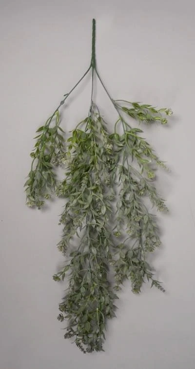 Dischidia leaves hanging